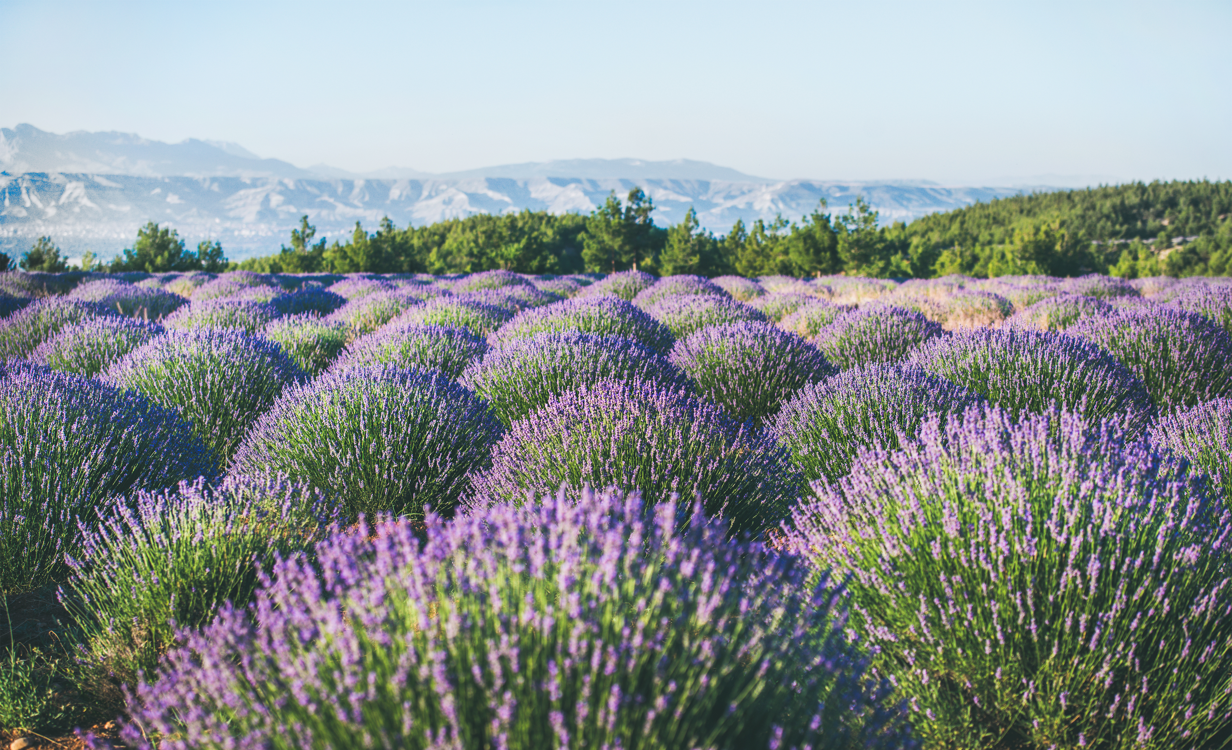 Lavender flowers blooming field near Isparta region, Turkey