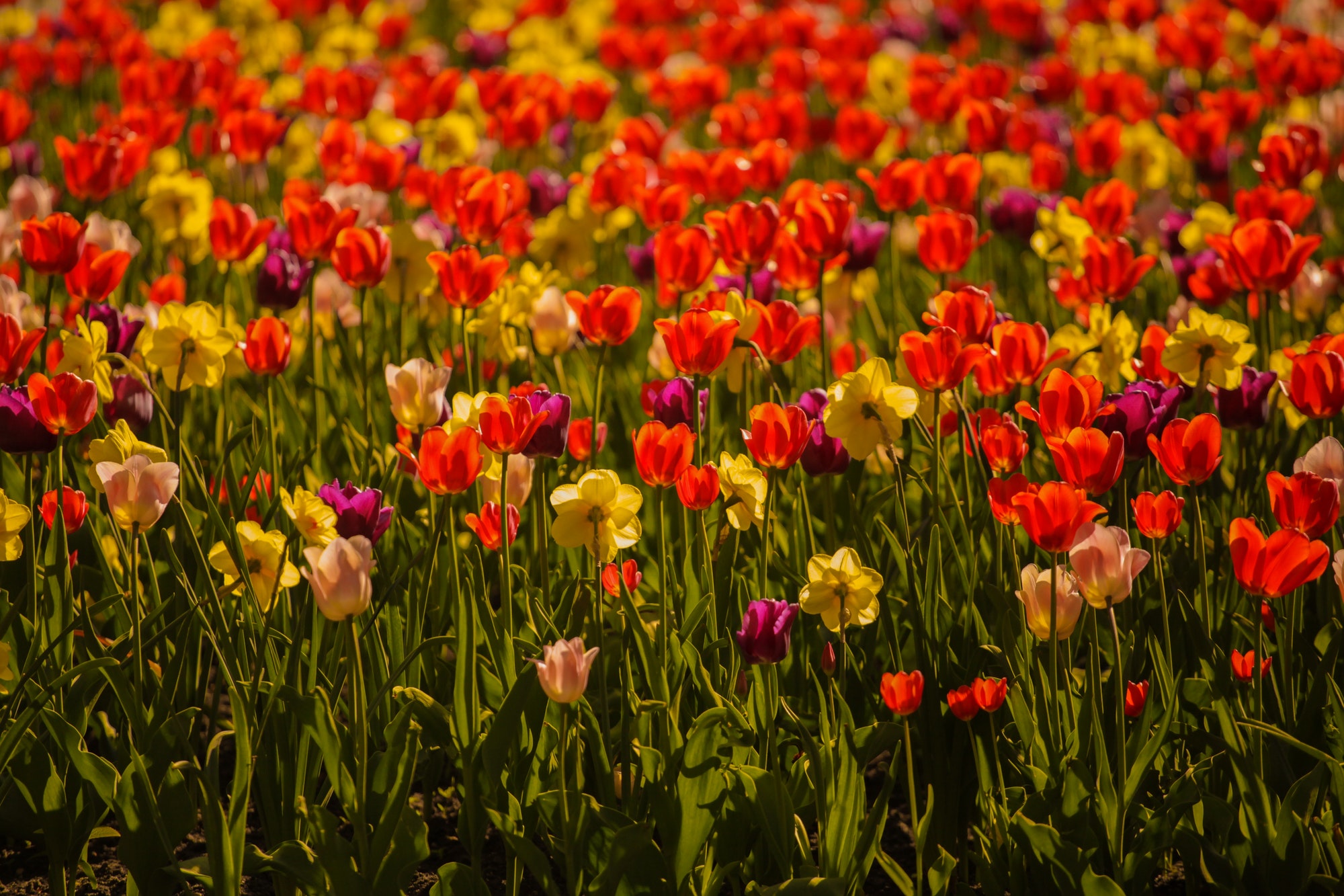 field of tulips. floral background