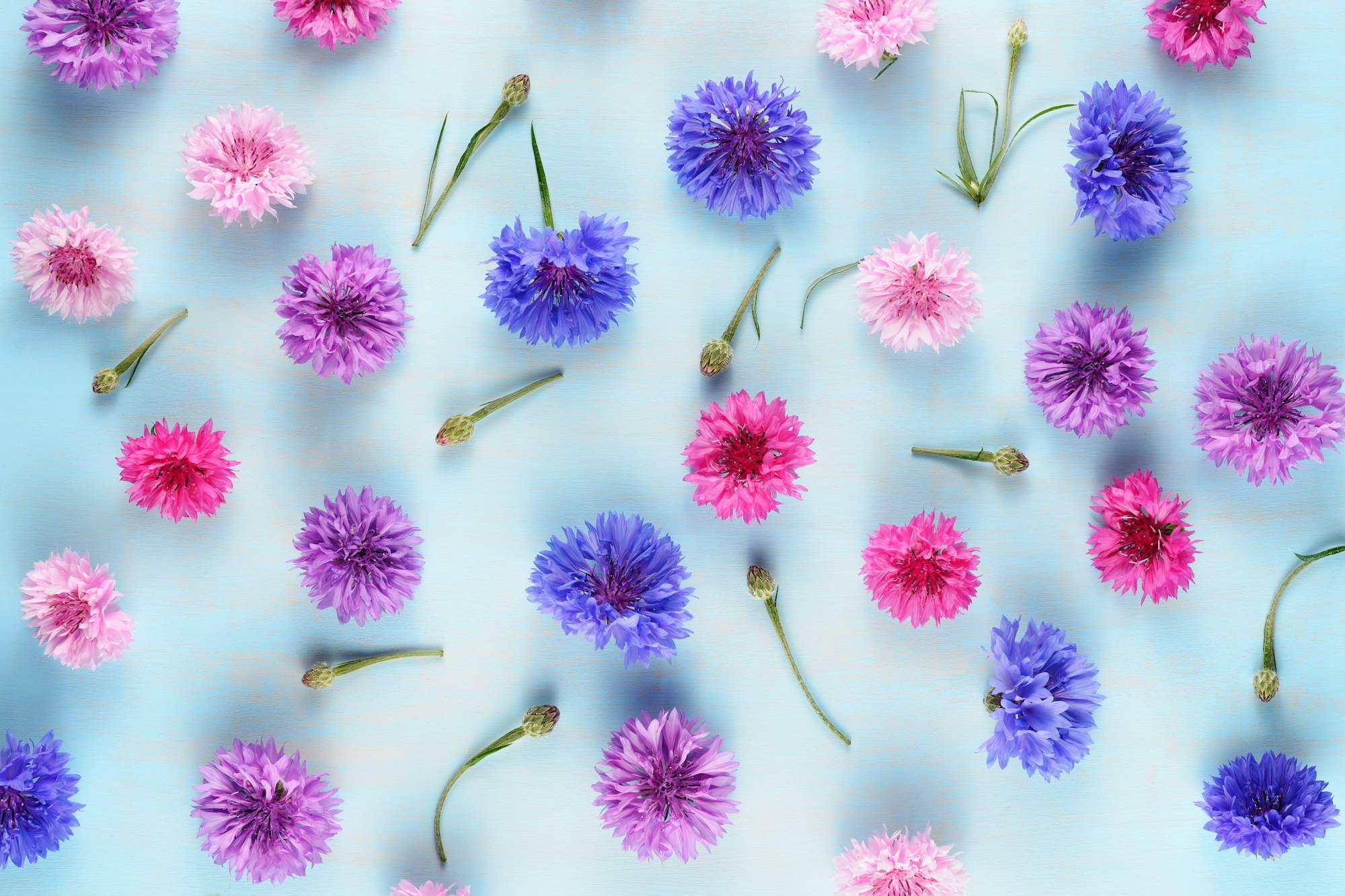 Floral background with cornflowers on blue