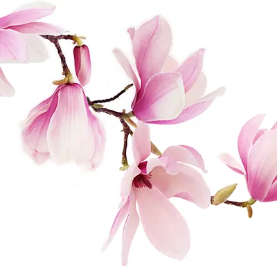 Lan Anh